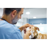 veterinário especialista em oftalmologia marcar Setor Tradicional Planaltina (Planaltina)