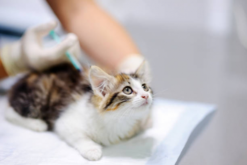 vacina-v5-gatos